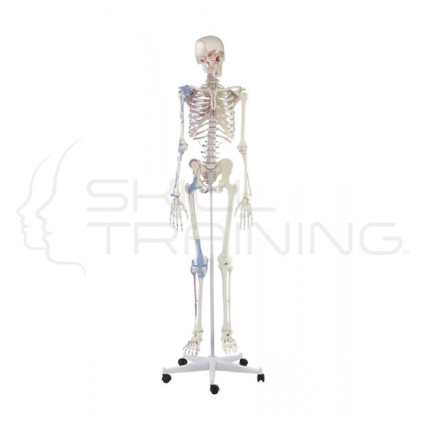 Skeleton "BERT" with Muscle Markings and Ligaments - Imagen 1
