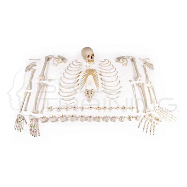 Skeleton, Unassembled (Bone Collection) - Imagen 1