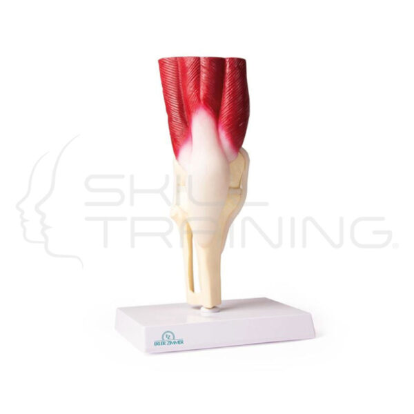Knee, Joint, Life Size with Muscles - Imagen 1