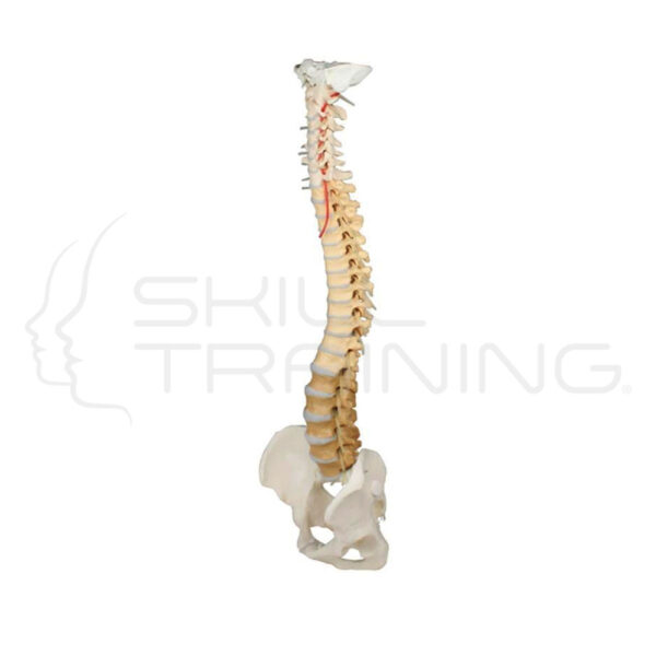 Vertebral Column with Pelvis and Stand, didac - Imagen 1