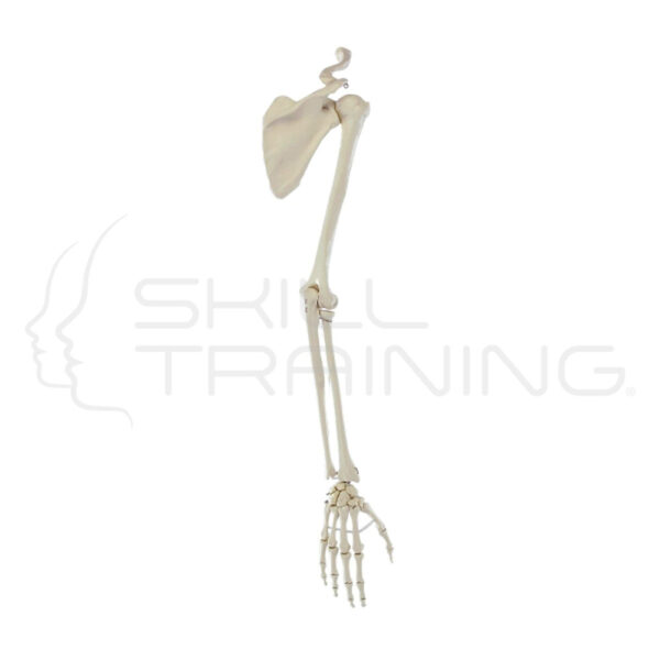 Skeleton of Arm with Shoulder Girdle - Imagen 1