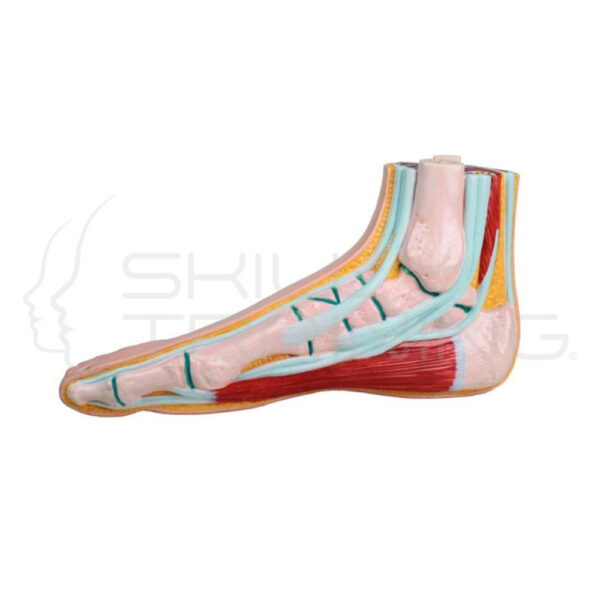 Normal Foot - Imagen 1