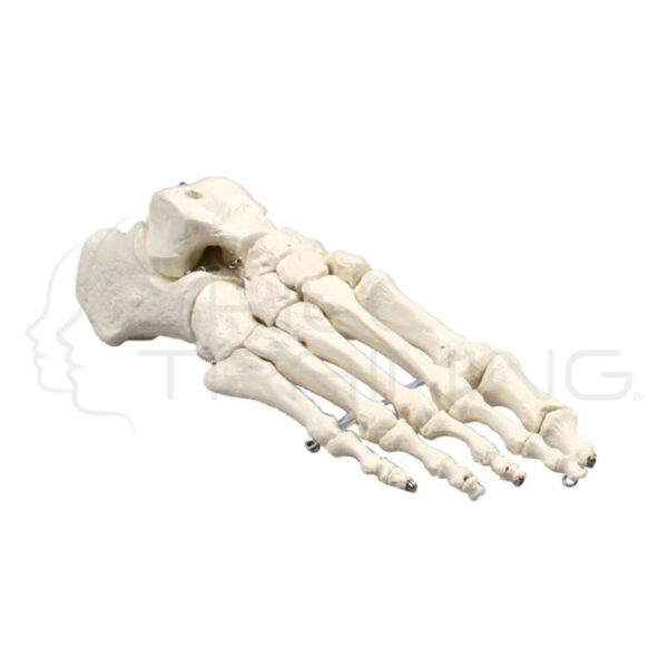 Skeleton of Foot Mountes on Wire - Imagen 1