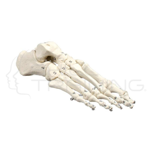 Skeleton of Foot, Numbered Mountes on Wire - Imagen 1