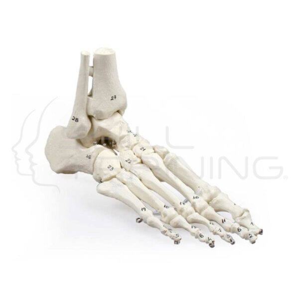 Skeleton of foot with Tibia and Fibula Insert - Imagen 1