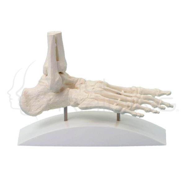 Foot Skeleton, Block Model - Imagen 1