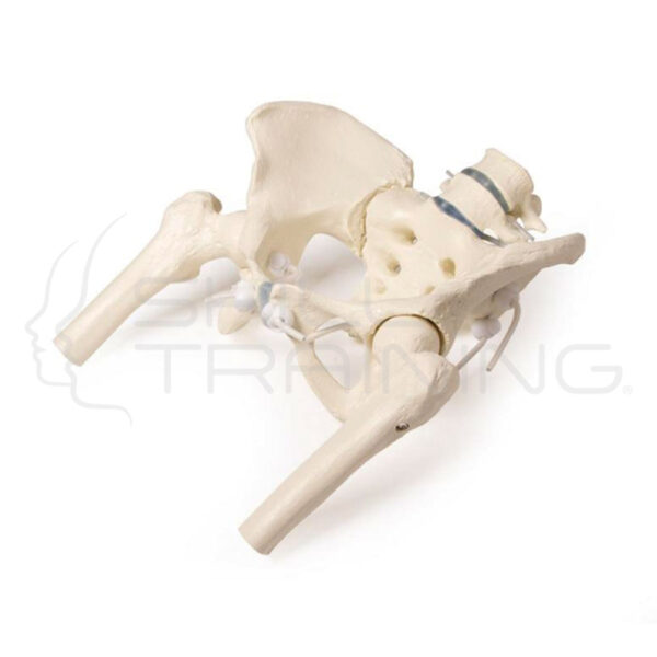 Female Pelvis with Sacrum, 2 Lumbar Vertebrae - Imagen 1