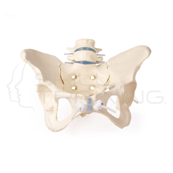 Female Pelvis with 2 lumbar vertebrae, flexib - Imagen 1