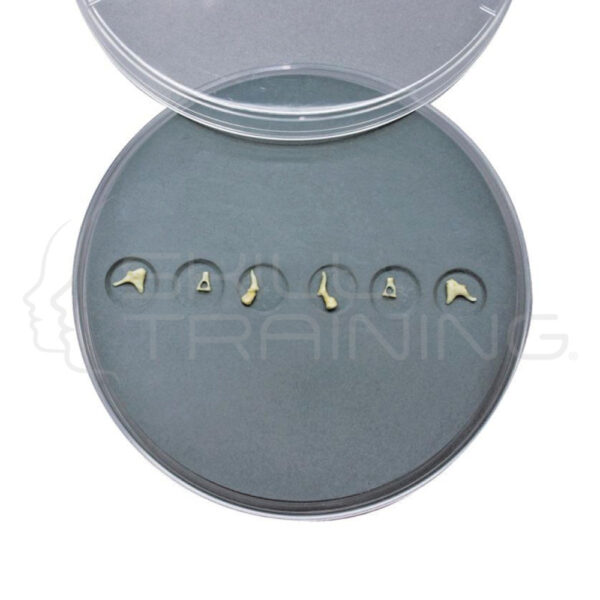 Ear Ossicles Set - Imagen 1