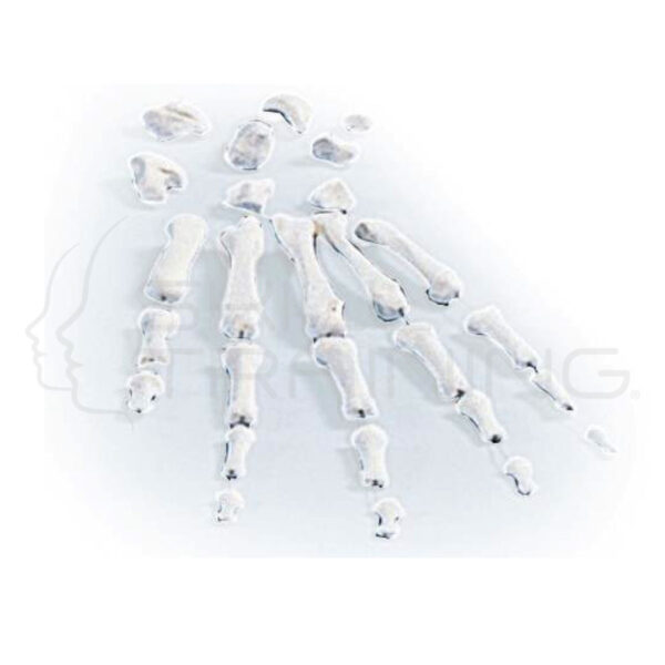 Hand Bones, Unmounted - Imagen 1