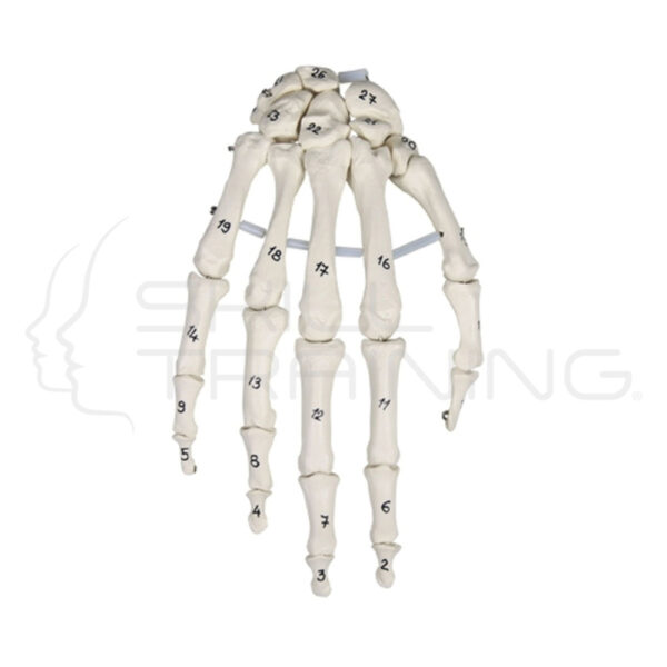 Skeleton of the Hand with bone Numbering - Imagen 1
