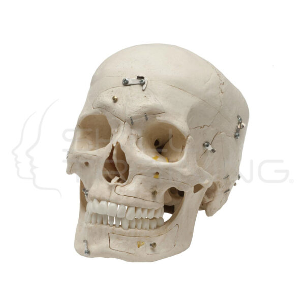 Demostration Skull, 14 Parts - Imagen 1
