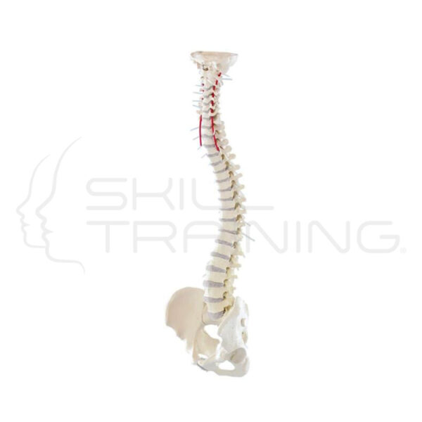 Vertebral Column with Pelvis - Imagen 1