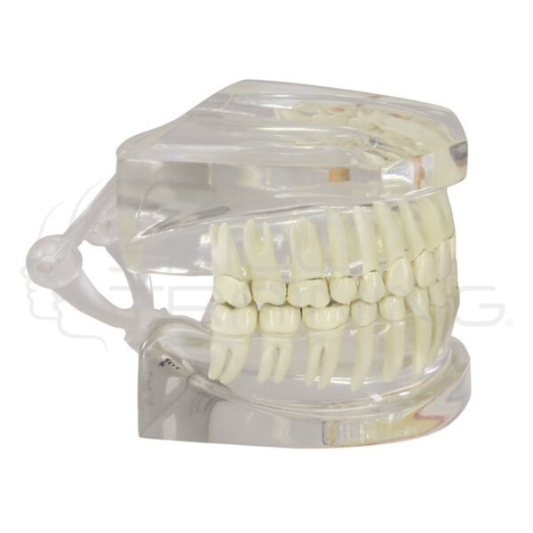 Clear Human Jaw with Teeth - Imagen 1