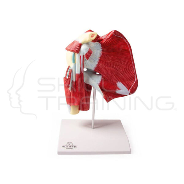 Model of Shoulder with Deep Muscle - Imagen 1