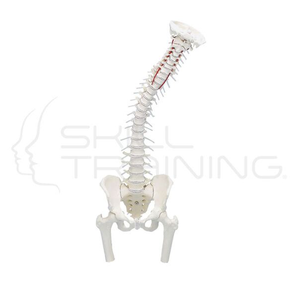 Vertebral Column with Pelvis, Femoral Stumps - Imagen 1