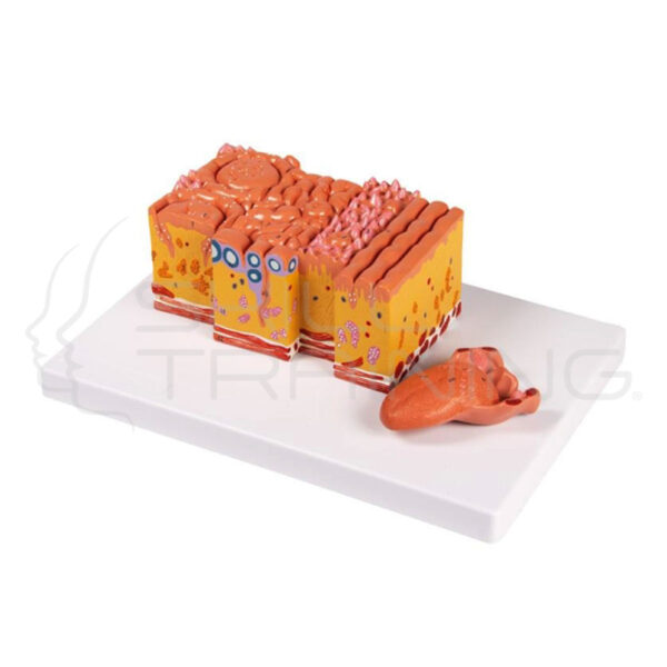 Tongue and Tongue Tissue - Imagen 1
