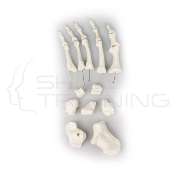 Foot Bones, Unmounted - Imagen 1