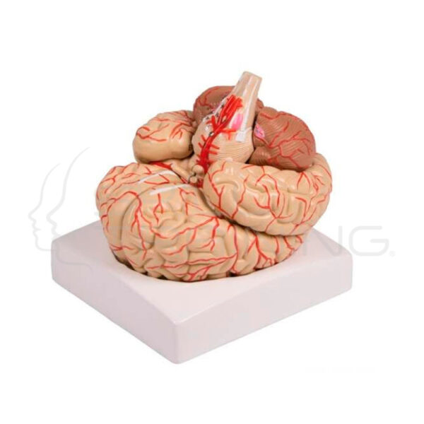 Brain Model, 9-Part with Arteries - Imagen 1