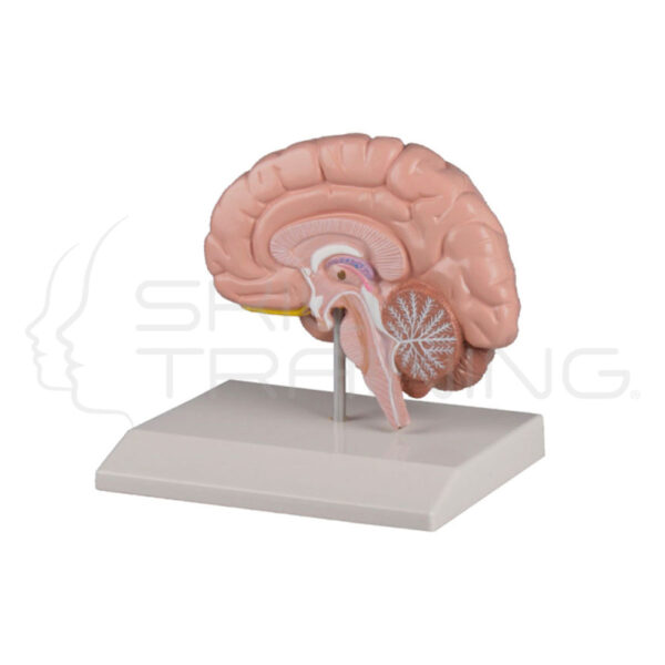 Brain Half - Imagen 1