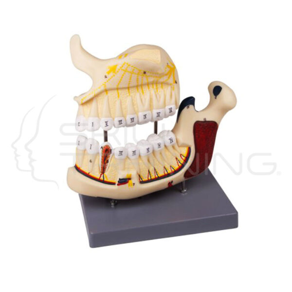 Upper & Lower Jaw Model - Imagen 1