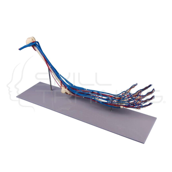 Skeleton of Arm with Vessels - Imagen 1
