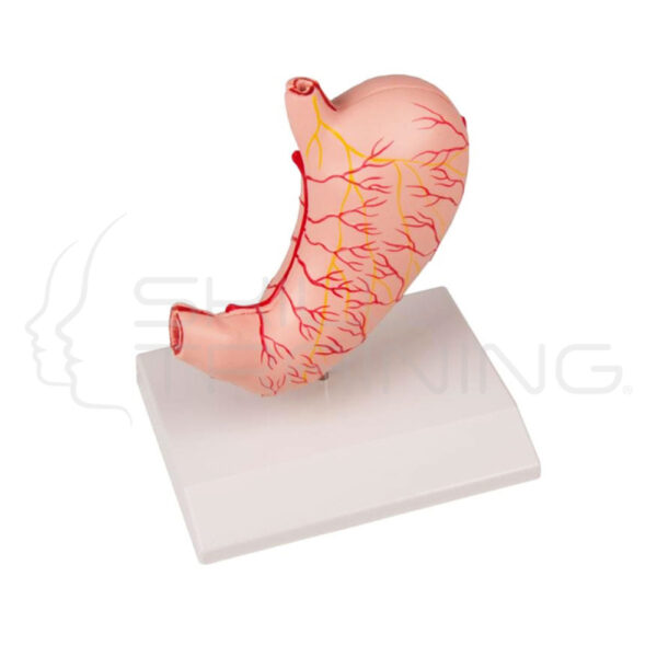 Stomach, Life Size, 2 Part - Imagen 1