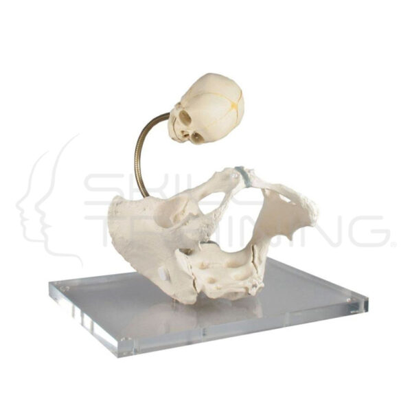 Pelvis for Demostration of Birth Canal - Imagen 1