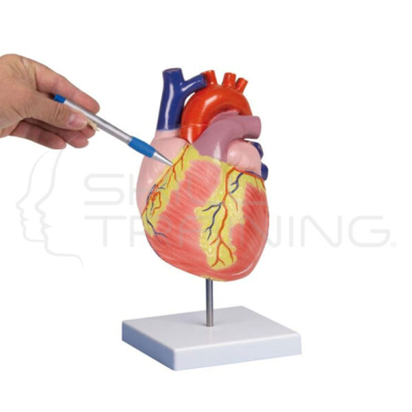 Human Heart, 2 Time Life Size, 2 Parts - Imagen 1
