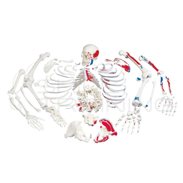 Skeleton, Unassembled with Muscle Marking (Bo - Imagen 1