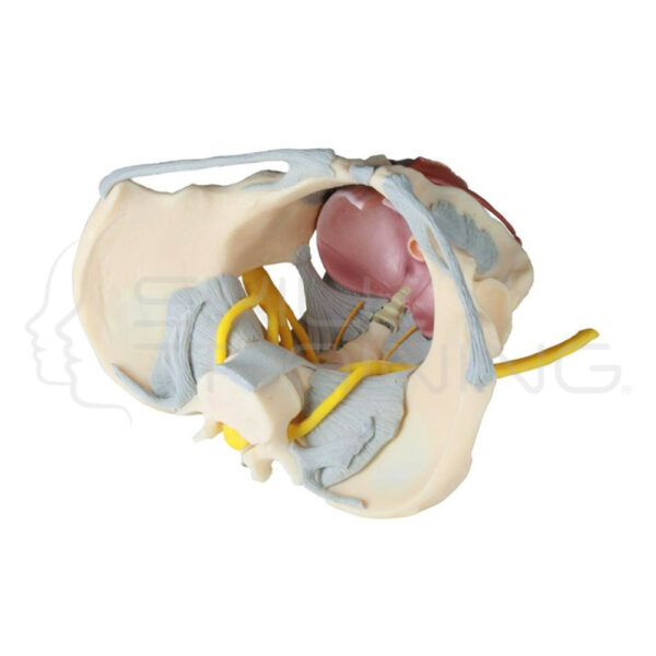 Female Pelvis with Ligaments, Nerves and Pelv - Imagen 1