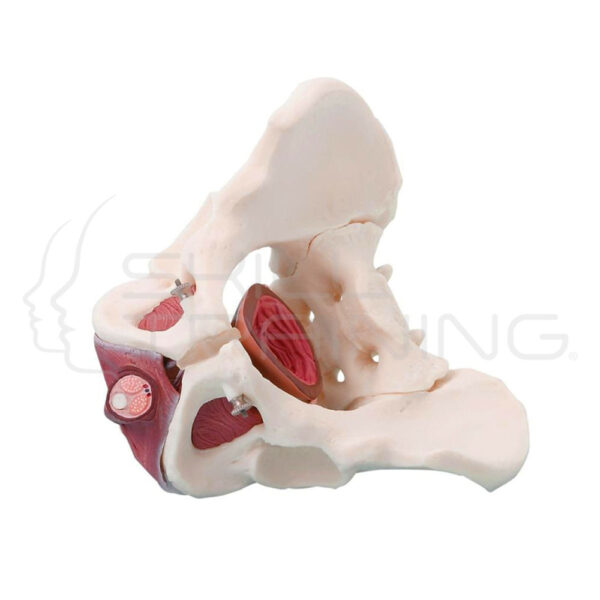 Male Pelvis with Pelvic Floor Musculature - Imagen 1