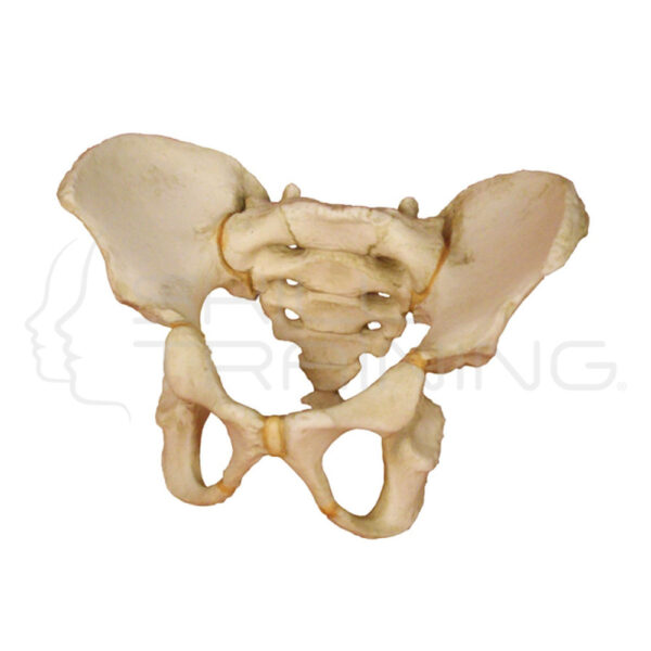 Pelvis of a 5 Year Old Child - Imagen 1