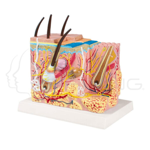 Skin block Model - Imagen 1