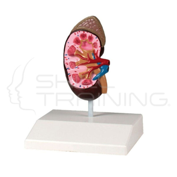 Kidney Model, Life Size - Imagen 1