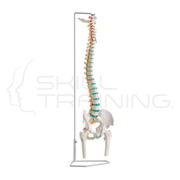 Flexible Vertebral Column with Femur Heads - Imagen 1