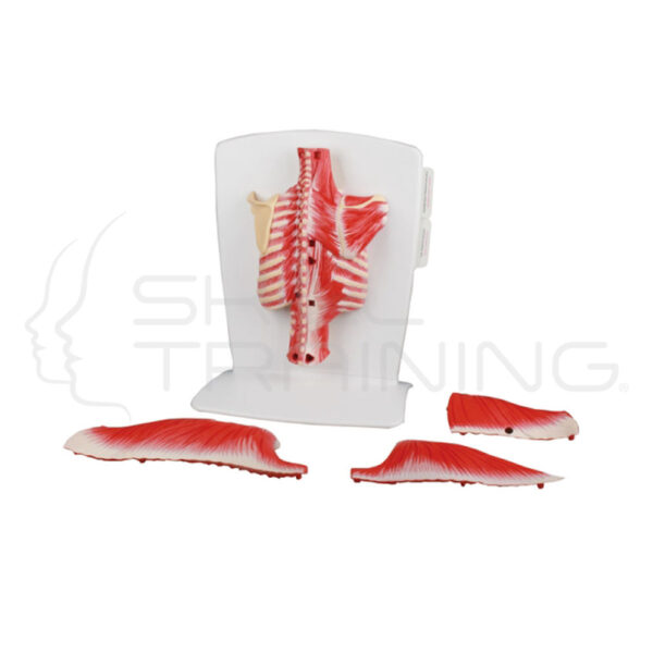 Back Muscle Model, 4-Part - Imagen 1