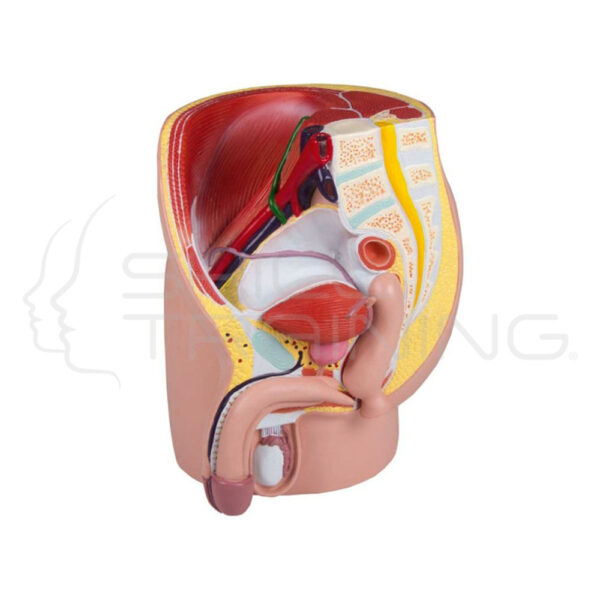 Male Pelvis, Life Size, 4-Parts - Imagen 1