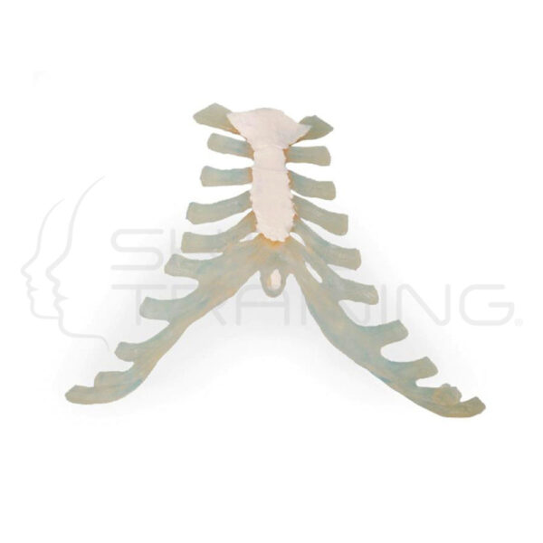 Sternum - Imagen 1