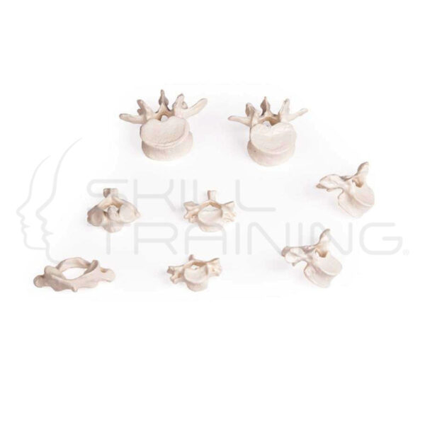 Vertebra Collection, 8 vertebrae - Imagen 1