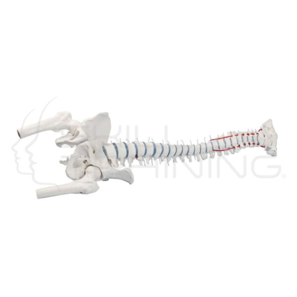 Std Spine w/ Femur Stumps, Prolapse, Pelvis - Imagen 1