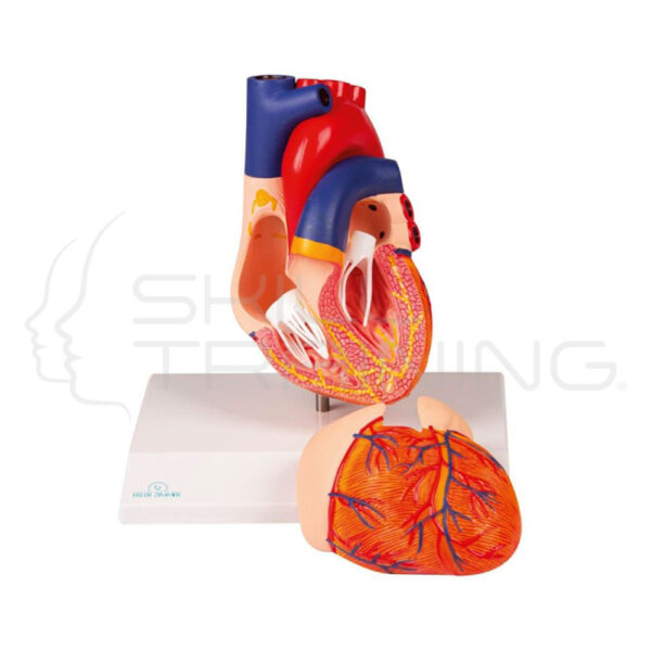 Heart Model, 2 Part with Conducting System - Imagen 1
