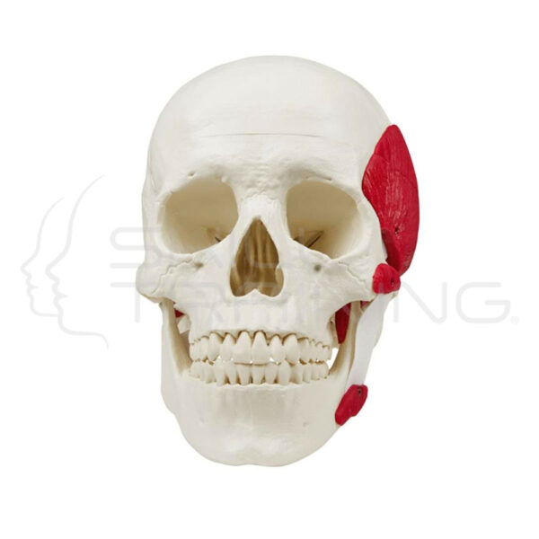 Skull with Masticatory Muscle, 3-Part - Imagen 1
