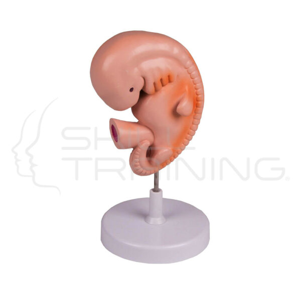 Human embryo, 4 weeks - Imagen 1