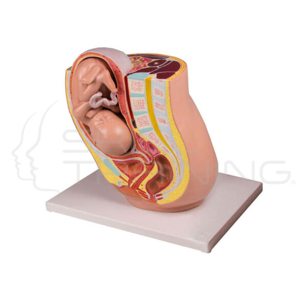 Pregnancy Pelvis with Fetus in the 32nd week of Pregnancy, 2 Parts - Imagen 1