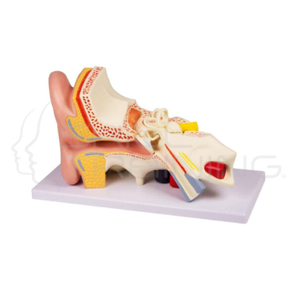 Ear, 3 Times Life Size, 4 Parts - Imagen 1