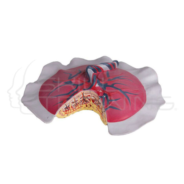 Placenta Cycle - Imagen 1
