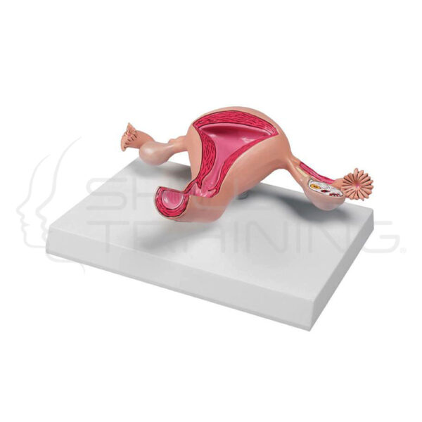 Uterus Model - Imagen 1