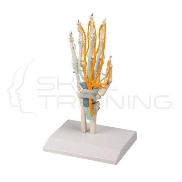 Hand with Tendons, Nerves and Carpal Tunnel - Imagen 1