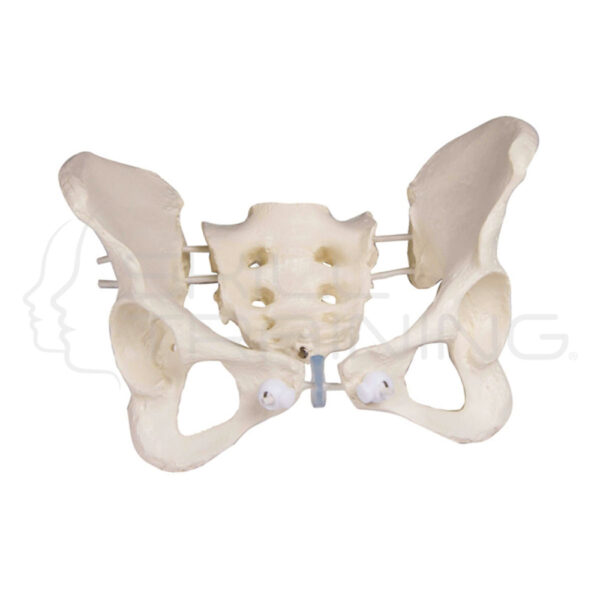 Female Pelvis, Flexible - Imagen 1